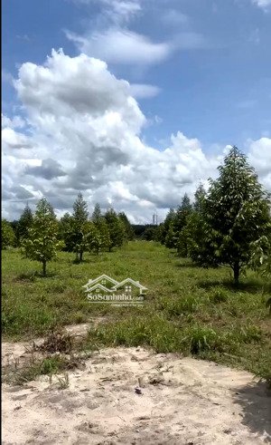 vườn sầu riêng siêu nét nằm trong khu nghỉ dưỡng giữa lòng khu công nghiệp chơn thành có sẵn thổ cư