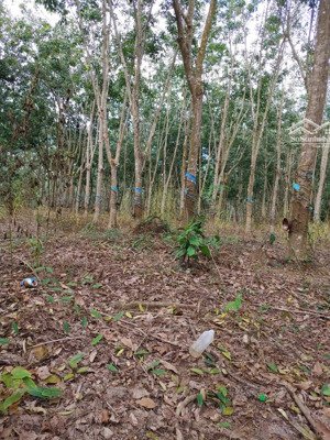 bán gấp trang trại đẹp tại xã tân phúc, hàm tân, bình thuận, 6,7 tỷ, 45000 m2