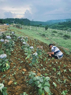 bán gấp lô đất view suối cực hiếm 1000m2 có rừng thông phía sau. thích hợp đầu tư nghỉ dưỡng