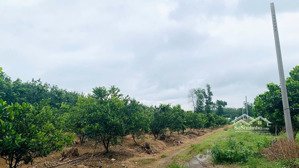 bán vườn quýt đường đang cho thu hoạch có hệ thống điện năng lương tưới tiêu