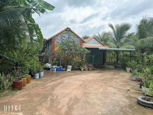 ngợp nhà vườn tại lai uyên dt 200m2, sẵn vườn trái cây đang kd 9tr/th shr