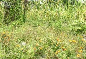 LINH XUÂN-BÁN ĐẤT ĐƯỜNG CONTAINER-GẦN QUỐC LỘ 1A-6131m2(53m, 231m)-104 TỶ(TL)