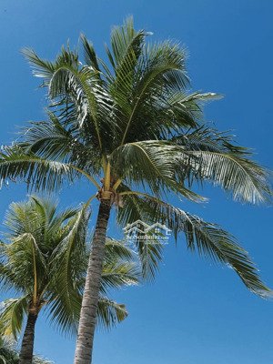 464m2, mặt tiền phố biển sơn trà, tặng nhà 2 tầng, 8 phòng trọ, tặng 75m2 chỉ 26 tỷ phó đức chính.