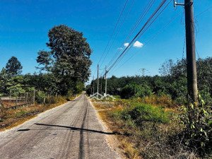 chủ ngộp bán nhanh 1279m2 đất thanh an, dầu tiếng tp hcm, giá 890 triệu