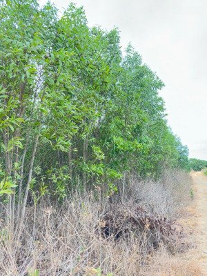 bán đất 3106m2, 4 triệu / m2 tại xã tân lâm, xuyên mộc, bà rịa vũng tàu