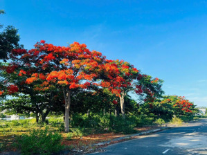 bán đất nền dự án green city thuộc điện bàn đông - tp đà nẵng, đường 10m5 đối diện shophouse