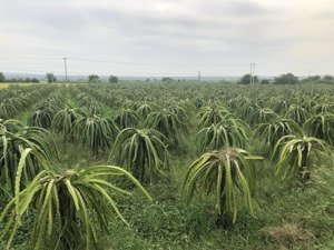 bán 2.3 ha đất tmdv tiến thành, giá cực tốt 400tr/sào