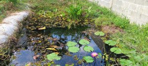 bán nhà vườn 500m2 có 150m2 đất ở có vườn cây ăn trái nhiều loại, gần đường vành đai phía tây