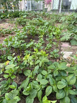 cực phẩm - hiếm - giá rẻ 42tr/m2 - đường võ văn kiệt - gần biển mỹ khê - diện tích 170m2