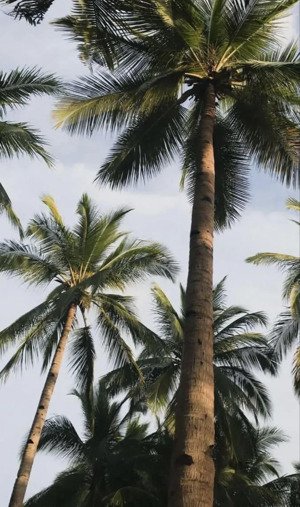 115m2, sát biển, mặt tiền nguyễn trọng nghĩa vuông đẹp chỉ 11.3 tỷ sơn trà.