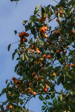 chính chủ bán farm nghỉ dưỡng 1000m2 giữa vườn hồng tại phuờng xuân trường - đà lạt giá 2,9tỷ