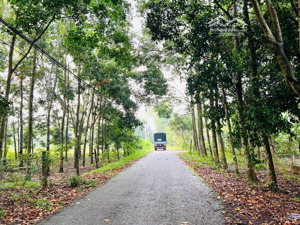 cần bán gấp đất tại mặt đường nhựa phạm thị quới (lg 12m), phú mỹ hưng; củ chi, hồ chí minh