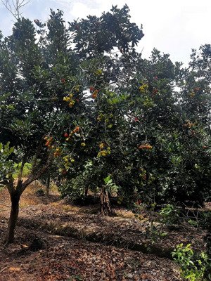 2.604m2 vườn trái cây tân an (phú an ,hcm ) thổ cư 674m2 chỉ 7 tỉ. tl lh việt