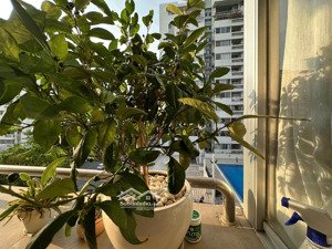 mỹ khánh 4 - pmh bán 8t400, 3 phong ngủ, 2wc. lainguyen: 