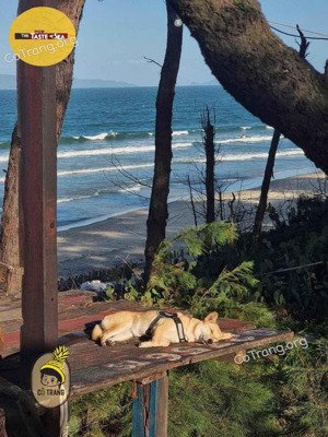 bán đất tại cẩm an, 150 tỷ, 2000m2, đẹp và nhiều tiện ích đất tmdv