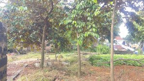 180m có 60m ont tại phú cát hà nội, mặt tiền rộng, đường thông ( giá đầu tư nhỉnh 20 tr tí ti ạ