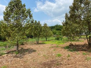 hot hot hot 60m2 mặt tiền đường sát cụm kcn giá rẻ. lh 