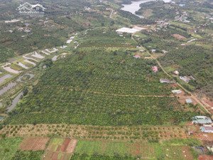 bán đất 2.6ha đắk rmoan vườn cà phê + hơn 100 cây sầu riêng thu chính