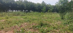 hot giảm giá bán bất động sản tại phường chánh phú hòa, thị xã bến cát, tỉnh bình dương