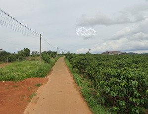 cần tiền bán 1000m2 nam hà - lâm hà -lâm đồng