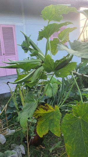 cho thuê nhà 3 mặt tiền 2pn, 1wc, 50m2, 4 triệu, nguyễn văn tạo, long thới, nhà bè, hcm