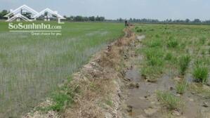 Cho thuê Đất ruộng ở Tân Thạnh