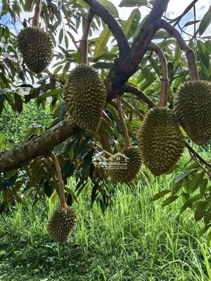 của hiếm đáng đầu tư sẵn sầu riêng 6 năm, bơ, tiêu, chôm chôm _ bám bê tông ô tô _ giá : 368 triệu