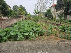 một lô đất đẹp mọi khía cạnh vuông , full thổ cư , bám trục chính giá chính chủ