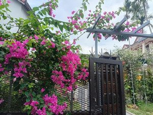 cho thuê nhà có vườn rộng, phong cách boho 4 phòng ngủ, 3 nhà vệ sinh, 241m2 tại cẩm châu, 21 triệu