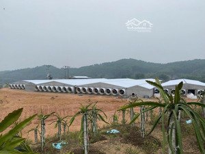 cơ hội đầu tư nông nghiệp siêu lợi nhuận trại gà 2ha phú thọ
