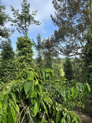 tôi cần bán gấp 20 ha đất café, tiêu, sầu riêng, ôm suối lớn