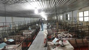 chính chủ bán gấp trang trại heo sẵn hdt 531tr/tháng tại tân lợi, bình phước, 59 tỷ, 93691 m2