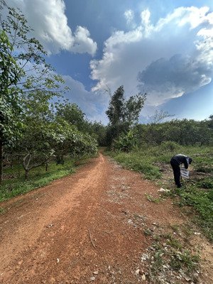 bán đất xã thống nhất, bù đăng, bình phước, 250 triệu, 1200m2 đất trồng cây, giá ưu đãi lại còn tl