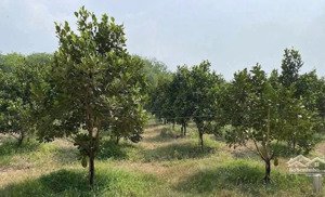 bán đất tại xã an thái, phú giáo, bình dương, 7,5 tỷ, 2500 m2, 750m2 thổ cư chỉ với hot!