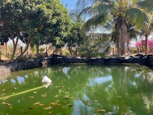 bán trang trại mặt tiền đường hàm minh - thuận quý, huyện hàm thuận nam, bình thuận