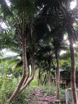 bán đất đường ô tô, đất vườn phước thượng, nam nha trang, khánh hòa