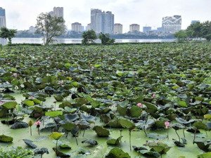 bán nhà vip lõi tây hồ - xuân diệu - khu hiếm nhà bán - lô góc - mặt tiền quyền lực - 73m - 19 tỷ.