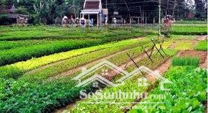 bán lô đất view lúa hiếm có khu trà quế, hội an