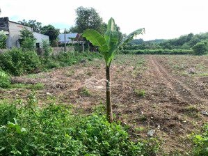 bán đất an phú, hớn quản, bình phước (minh đức, đồng nai), giá ưu đãi 2xx triệu, diện tích 1000 m2