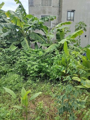 bán đất phân lô đức thượng - hoài đức - 48m2