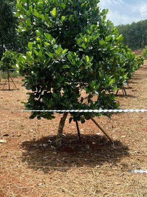 cần bán gấp vườn mít 1000m2 giá 420tr