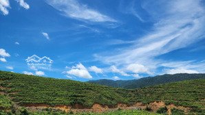 chào bán lô đất rộng 36.887,3m2 tại xã ba đồi chè đông giang. nay là xã sông vàng thành phố đà nẵng