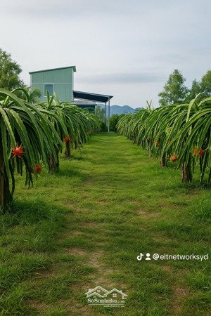 cần bán gấp vườn thanh long ruột đỏ có nhà sẵn, gần biển bình thuận