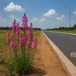 2ha đất mặt tiền đắc địa kết nối sân bay, cao tốc, metro, thương mại tự do