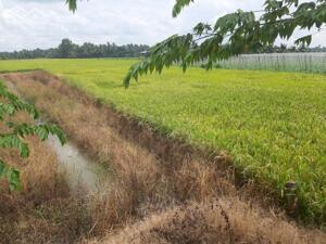 BÁN ĐẤT TẠI HUYỆN CHÂU THÀNH, TIỀN GIANG, 936,1 M2 SẴN SHR CHỈ 800 TRIỆU LH:0367463513.