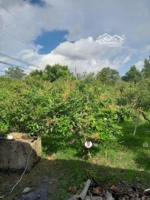 bán nhà vườn ở phường thuận hưng, thốt nốt, cần thơ, 5.5 tỷ, 2314 m2