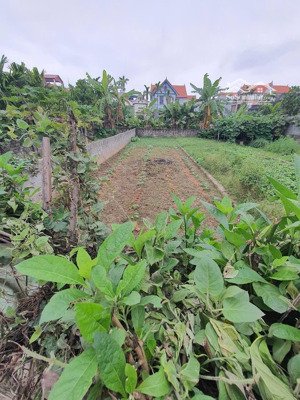 siêu phẩm!! ngọc hồi, giá đầu tư. dt500m, ô tô 7 chỗ, sổ full thổ cư, giá siêu rẻ.