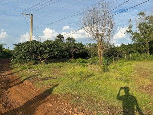 cần bán gấp lô đất đẹp, hiện trạng đang trồng điều