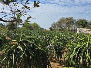 chính chủ cần bán sỉ đất đã quy hoạch đất ở tại xã tân thành, thuận nam