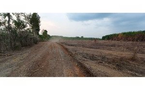 bán nhanh lô đất cây lâu năm tại thị trấn chơn thành, bình phước